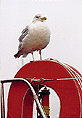 Photo - Gull